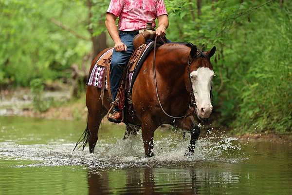 flashy-quarter-horse