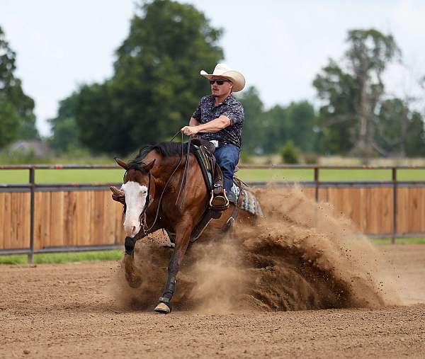 performance-quarter-horse