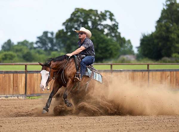 ranch-quarter-horse