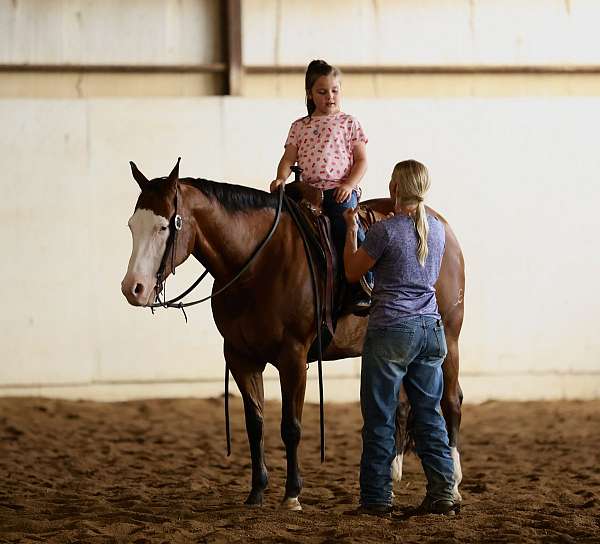 show-quarter-horse