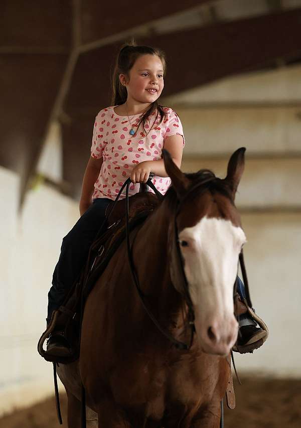 show-hack-quarter-horse