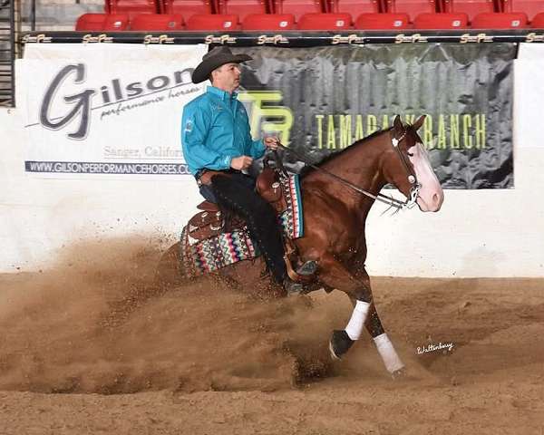 trail-quarter-horse