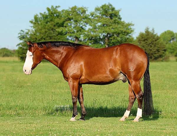 trail-riding-quarter-horse