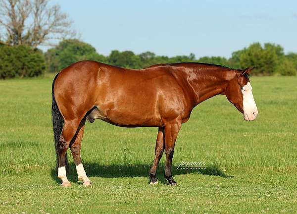 western-riding-quarter-horse