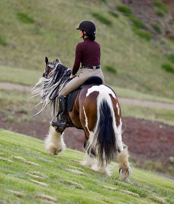 athletic-gypsy-vanner-horse