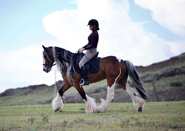 dressage-gypsy-vanner-horse