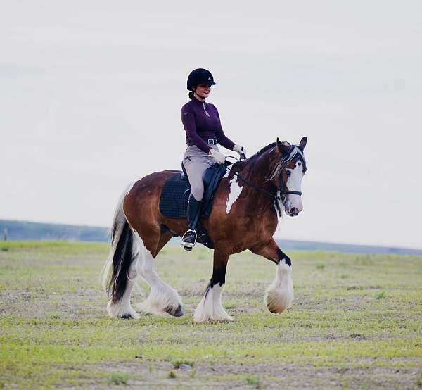 driving-gypsy-vanner-horse