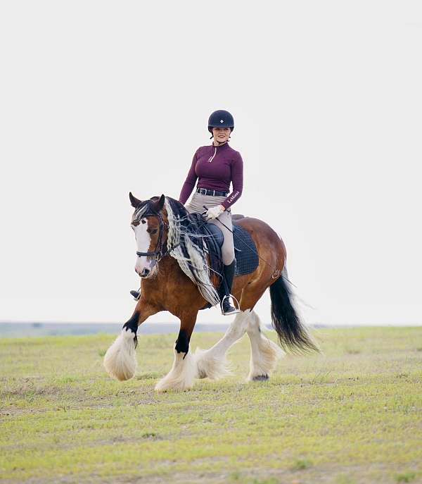 flashy-gypsy-vanner-horse