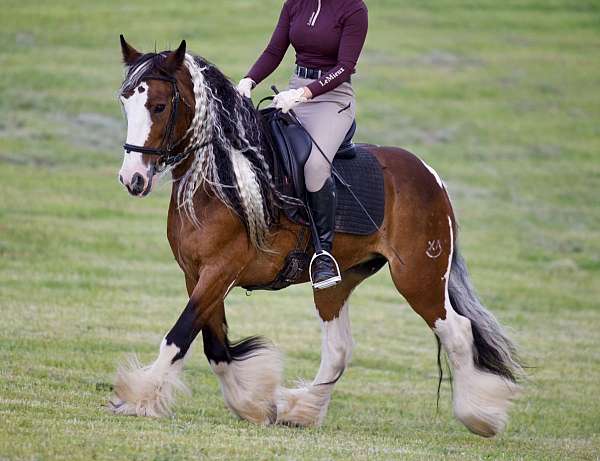 parade-gypsy-vanner-horse