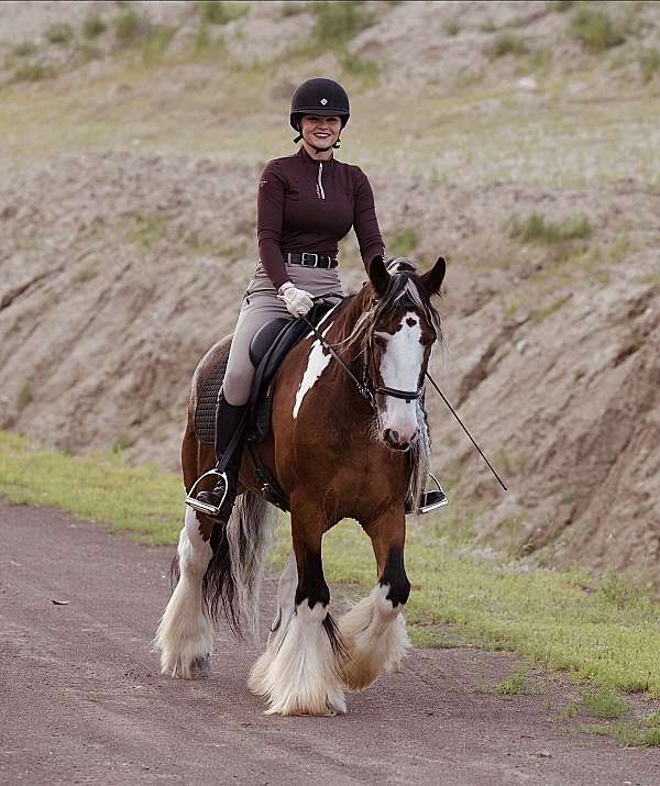 ridden-english-gypsy-vanner-horse