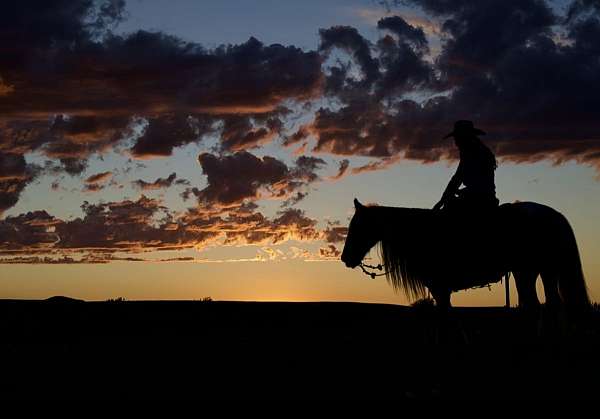 ridden-western-gypsy-vanner-horse