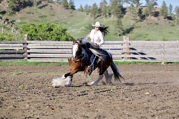 pinto-gypsy-vanner-gelding
