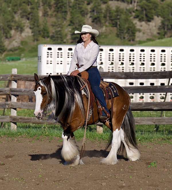 show-gypsy-vanner-horse