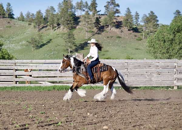 trail-gypsy-vanner-horse