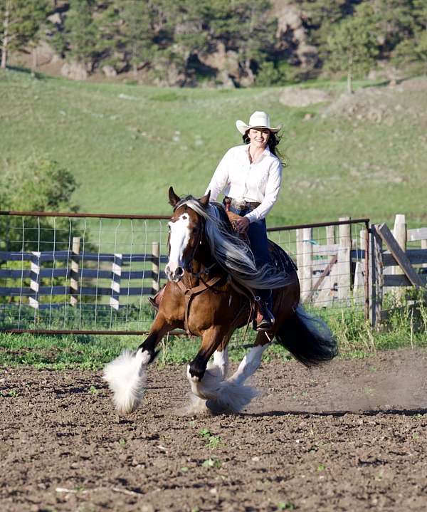 trail-riding-gypsy-vanner-horse
