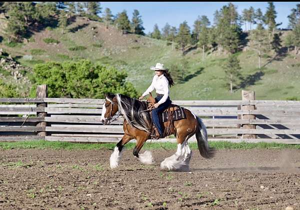 youth-gypsy-vanner-horse