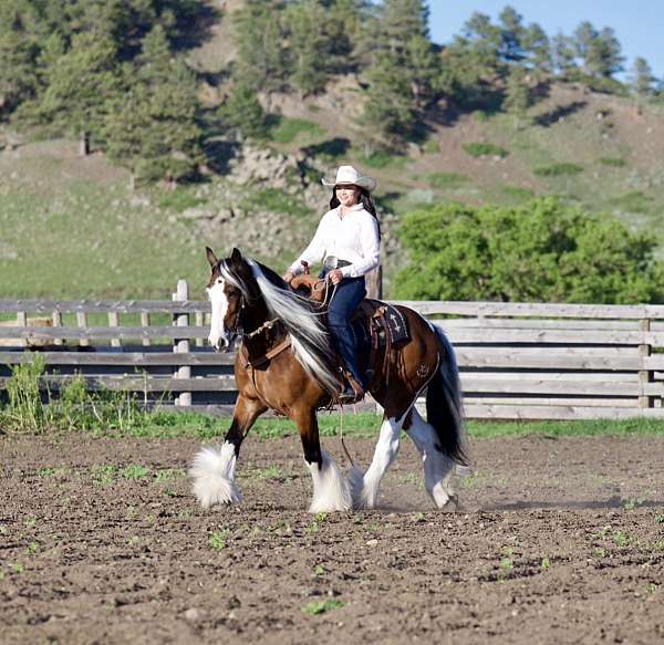 pinto-all-around-horse