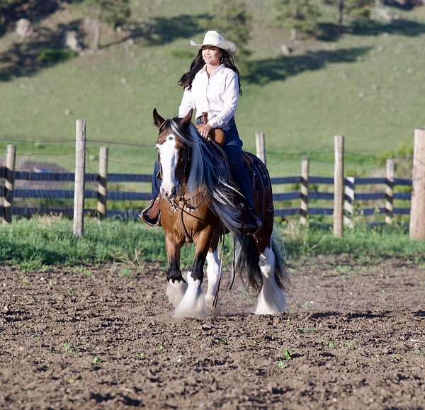 pinto-athletic-horse
