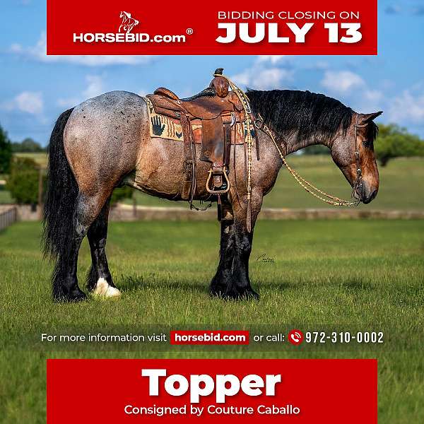 all-around-draft-horse