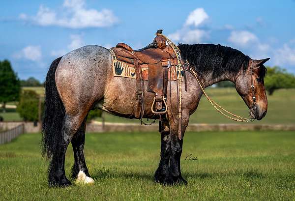 cross-draft-horse