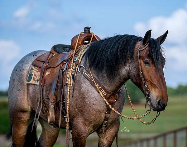 athletic-draft-horse