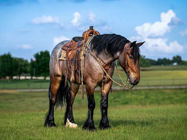 draft-horse