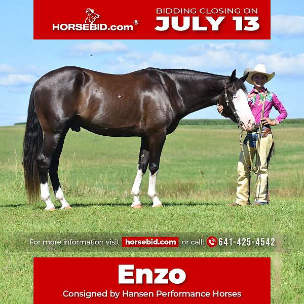 all-around-pinto-horse