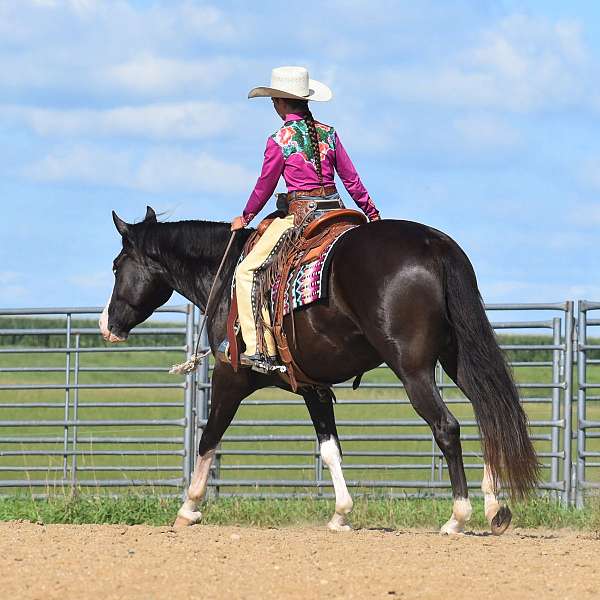 flashy-pinto-horse