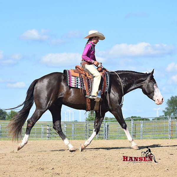 athletic-pinto-horse