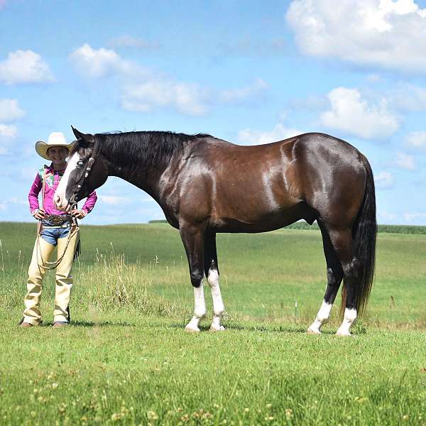 performance-pinto-horse