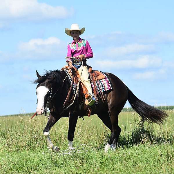 ranch-pinto-horse