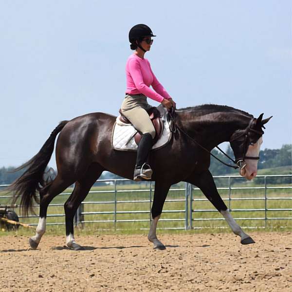 ranch-versatility-pinto-horse