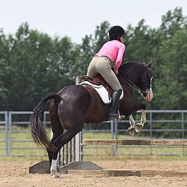 reining-pinto-horse