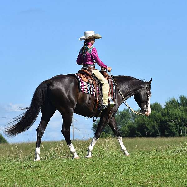 ridden-english-pinto-horse