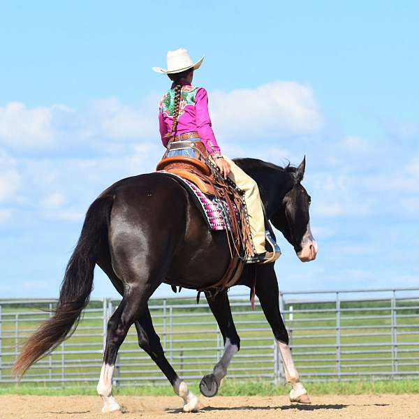 ridden-western-pinto-horse
