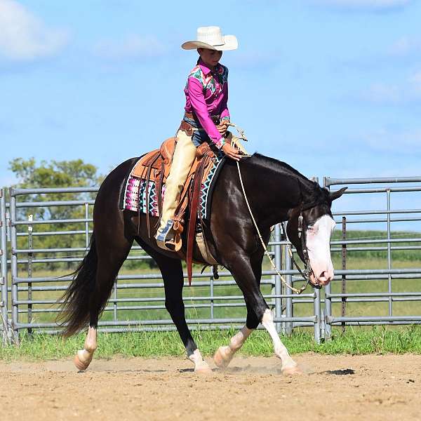 show-pinto-horse