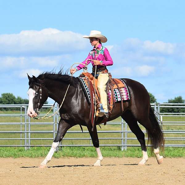 show-hack-pinto-horse