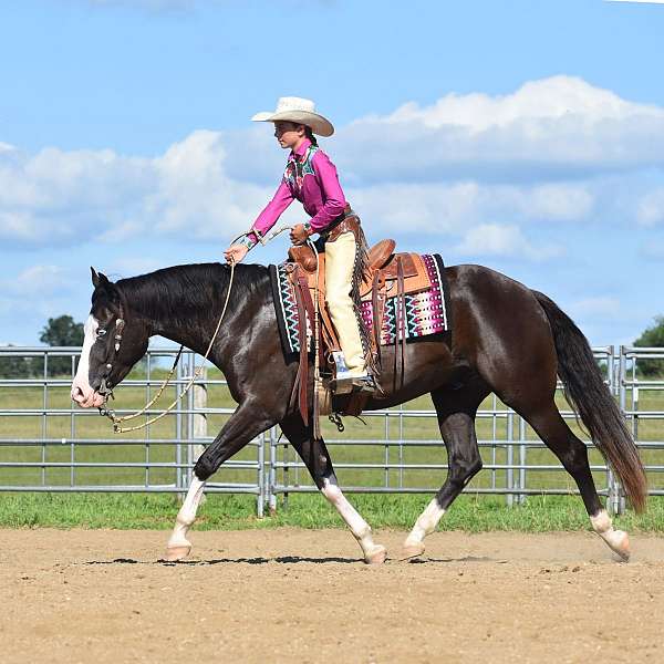 trail-pinto-horse