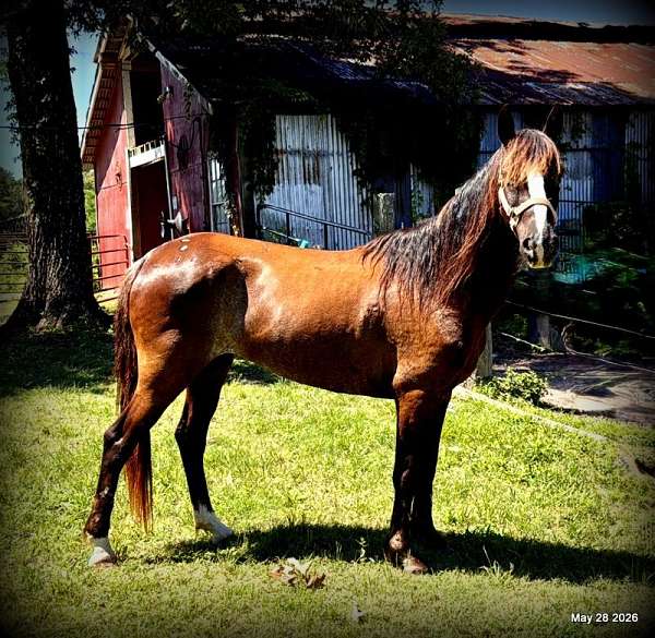 kid-safe-horse-mare