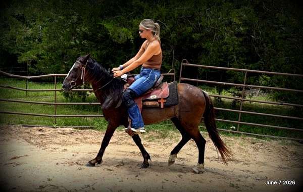 beginner-safe-horse-mare