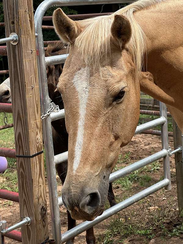 quarter-horse-mare