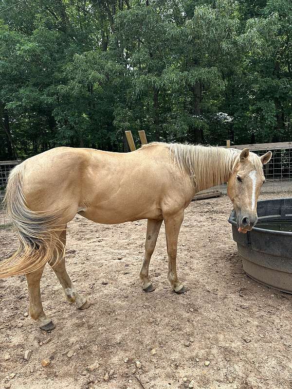 quarter-horse-for-sale