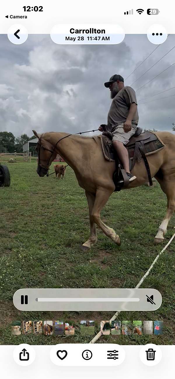 quarter-horse