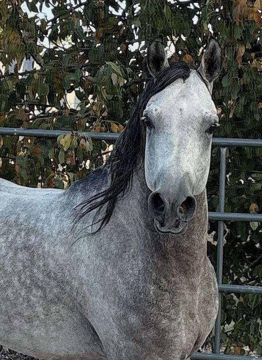 current-on-shots-arabian-horse