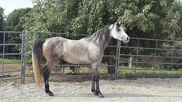 handled-daily-arabian-horse
