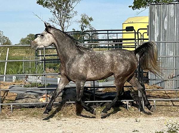 playful-arabian-horse