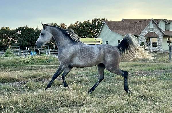 attitude-stallion