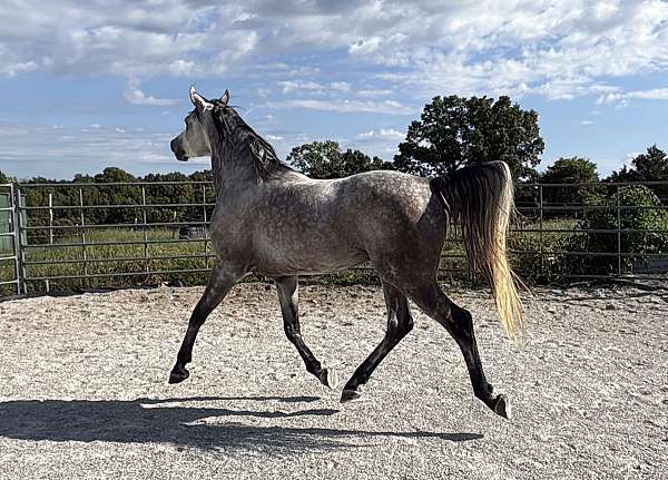 current-stallion