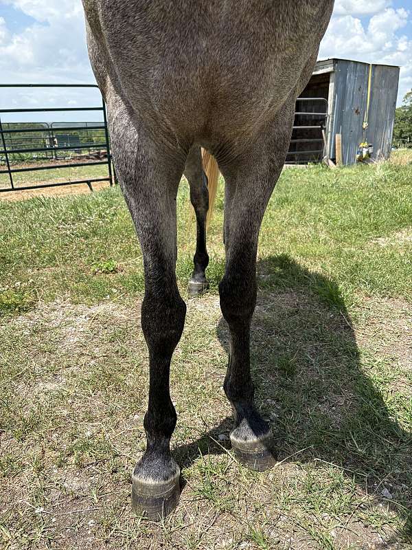 easy-keeper-stallion