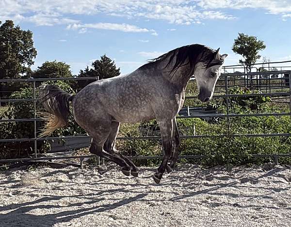 handled-stallion
